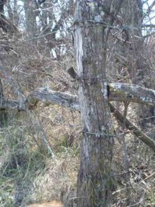 Osage Orange Post Harvesting Time in Kansas Image